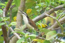 VIII Abierto Sambil de Golf