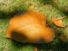 X Abierto Sambil (día 1)