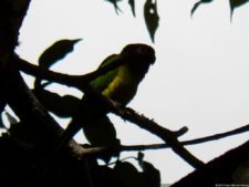 XI Abierto Sambil, ProAm Copa Provincial