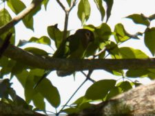 XI Abierto Sambil, ProAm Copa Provincial