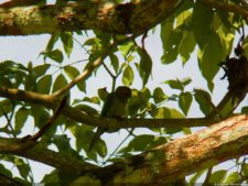 XI Abierto Sambil, ProAm Copa Provincial