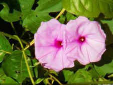 XI Abierto Sambil, ProAm Copa Provincial