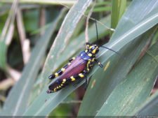XI Abierto Sambil, jornada inicial clasificatoria