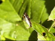 XI Abierto Sambil, tercera ronda