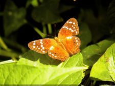 XI Abierto Sambil, tercera ronda