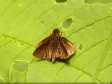 Jornada final del XI Abierto Sambil