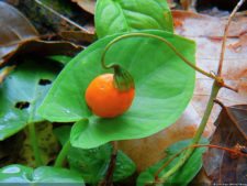 Jornada final del XI Abierto Sambil