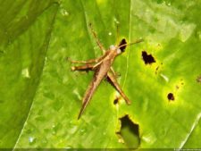 Jornada final del XI Abierto Sambil