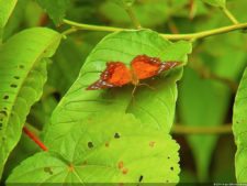 Jornada final del XI Abierto Sambil