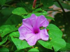 Jornada final del XI Abierto Sambil