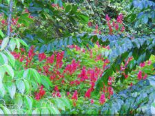 XI Abierto Sambil, primera jornada