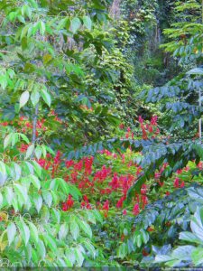 XI Abierto Sambil, primera jornada