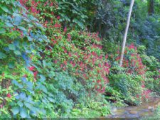 XI Abierto Sambil, primera jornada