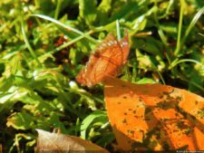 XI Abierto Sambil, primera jornada