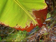 XI Abierto Sambil, primera jornada