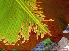 XI Abierto Sambil, primera jornada