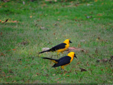 2do día de Juego XLIX Sudamericano Juvenil por Equipos