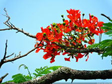 2do día de Juego XLIX Sudamericano Juvenil por Equipos