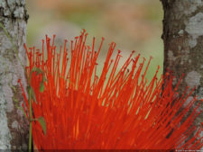 2do día de Juego XLIX Sudamericano Juvenil por Equipos