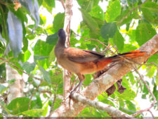 1er día de Juego XLIX Sudamericano Juvenil por Equipos