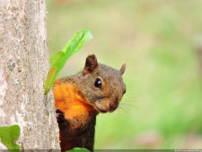 3er día de Juego XLIX Sudamericano Juvenil por Equipos