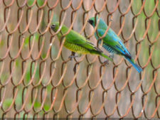 3er día de Juego XLIX Sudamericano Juvenil por Equipos