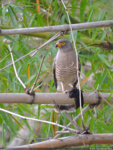 XXXIII Abierto de Venezuela Copa DIRECTV, selección Viernes 15 de Abril