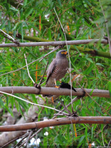 XXXIII Abierto de Venezuela Copa DIRECTV, selección Viernes 15 de Abril
