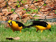 XXXIII Abierto de Venezuela Copa DIRECTV, selección Viernes 15 de Abril
