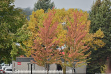 Galería de fotos 1a Ronda de la 41º Copa Ryder