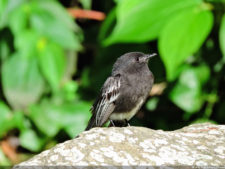 Galería 1a ronda XIII Abierto Sambil