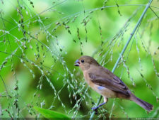 Galería 1a ronda XIII Abierto Sambil