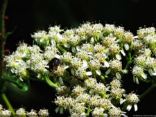 Galería 1a ronda XIII Abierto Sambil