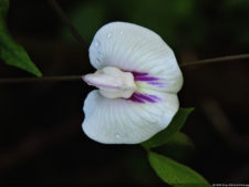 Galería 1a ronda XIII Abierto Sambil