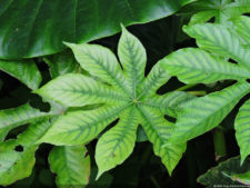 Galería 1a ronda XIII Abierto Sambil