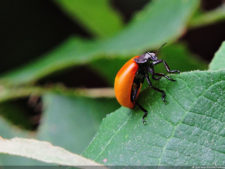 Galería 1a ronda XIII Abierto Sambil