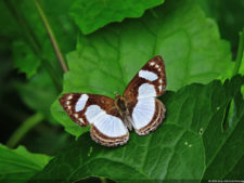 Galería 1a ronda XIII Abierto Sambil