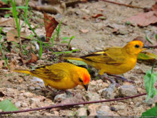 Galería 1a ronda XIII Abierto Sambil