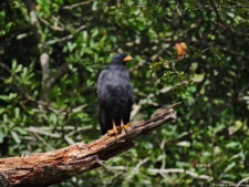 Galería 1a ronda XIII Abierto Sambil