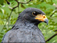 Galería 1a ronda XIII Abierto Sambil