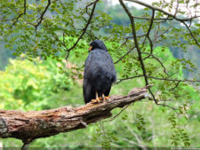 Galería 1a ronda XIII Abierto Sambil