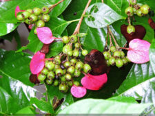 Galería 2a ronda XIII Abierto Sambil