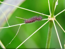 Galería 2a ronda XIII Abierto Sambil