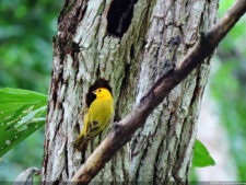 Galería 2a ronda XIII Abierto Sambil