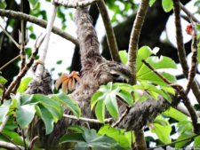 Galería 2a ronda XIII Abierto Sambil