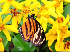 Galería 2a ronda XIII Abierto Sambil