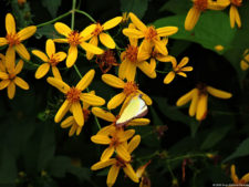 Galería 2a ronda XIII Abierto Sambil