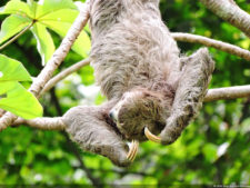 Galería 2a ronda XIII Abierto Sambil