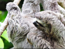 Galería 2a ronda XIII Abierto Sambil