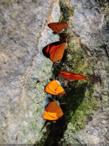 Galería preclasificación de categorías superiores del XIII Abierto Sambil